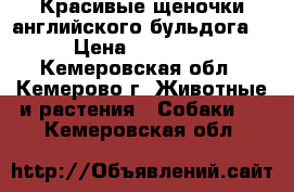 Красивые щеночки английского бульдога. › Цена ­ 50 000 - Кемеровская обл., Кемерово г. Животные и растения » Собаки   . Кемеровская обл.